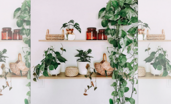 How to Grow Your Green Thumb: Houseplants With Health Benefits